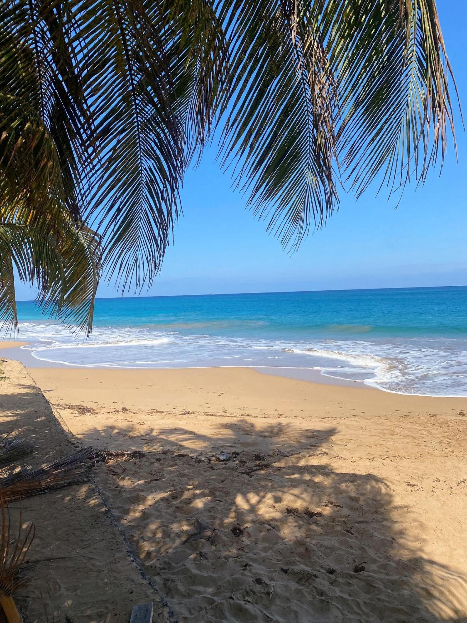 Charmant Bungalow Tout Confort Climatise - Terrasse Et Acces Plage ! Deshaies Ngoại thất bức ảnh